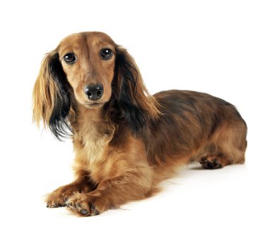 güzel dachshund beyaz bir stüdyoda rahatlatıcı