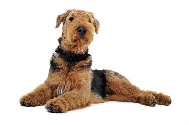 Airedale Terrier beyaz stüdyo yerde yatarken ve ararken