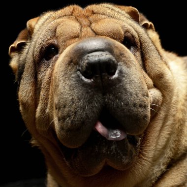 Çok güzel shar pei zevk studio fotoğraf çekimi