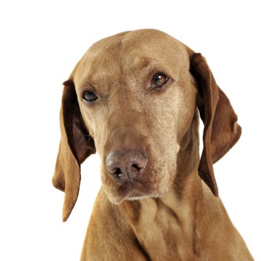 Macar vizsla portre beyaz Studio