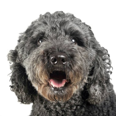 Keyfin yerinde bir beyaz fotoğraf stüdyosunda köpek yavrusu sünger taşı