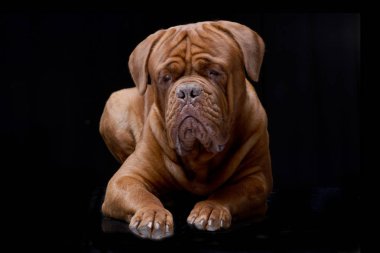 Çok güzel bir Dogue de Bordeaux siyah arka plan üzerine yalan stüdyo çekim.