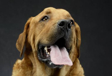 Güzel av köpeği portre karanlık fotoğraf stüdyosu