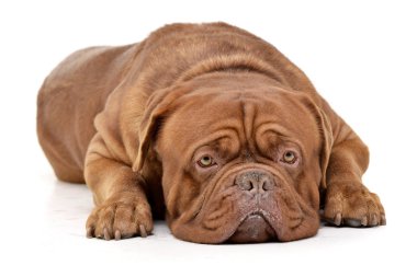 Çok güzel bir Dogue de Bordeaux beyaz arka plan üzerinde yalan stüdyo çekim.