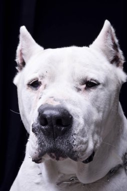 Çok güzel bir Dogo Argentino - atış, stüdyo portre siyah izole.