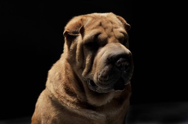 Shar pei portre koyu arka planda