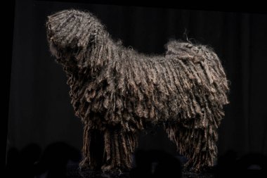 Çok güzel bir Puli stüdyo çekim siyah arka plan üzerinde duran.