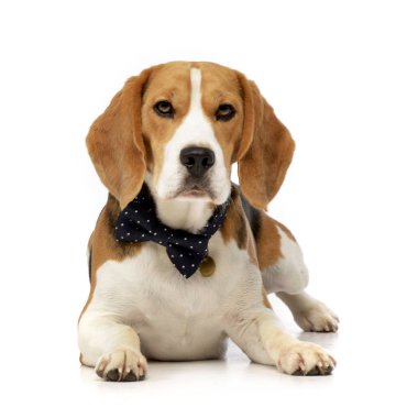 Stüdyo çekim çok güzel bir Beagle beyaz arka plan üzerinde yalan.