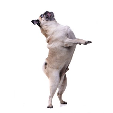 Bir sevimli paspaslar (veya Pug) hind üzerinde ayakta bacaklar - studio vurdu, üzerinde beyaz izole.