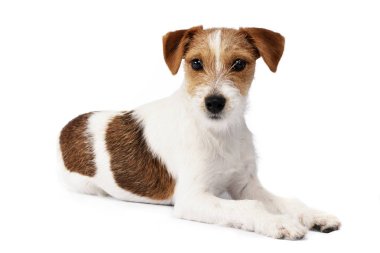 Çok güzel bir Jack Russell Terrier beyaz arka plan üzerinde yalan stüdyo çekim.