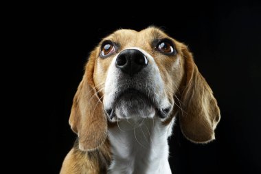 Çok güzel bir Beagle, atış, stüdyo portre siyah izole.