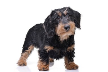 Çok güzel bir Dachshund ayakta beyaz arka plan üzerinde stüdyo çekim.