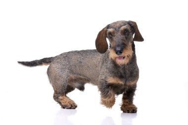 Çok güzel bir Dachshund ayakta beyaz arka plan üzerinde stüdyo çekim.
