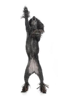 Çok güzel bir Puli iki ayak üzerinde duran, stüdyo çekim, izole beyaz.