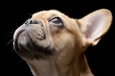 Portrait of an adorable French bulldog - studio shot, isolated on black. clipart