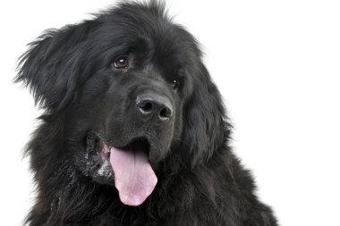 Çok güzel bir Newfoundland köpek - beyaz arka plan üzerinde izole portresi.