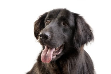 Bir çok güzel karışık doğurmak köpek - atış, stüdyo portresi üzerine beyaz izole.