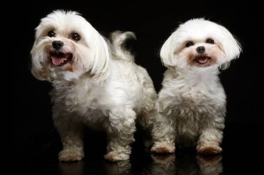  Karanlık fotoğraf stüdyosu iki Shih-tzu
