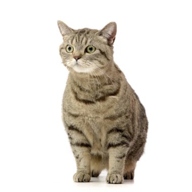 Beyaz arka plan üzerinde oturan bir sevimli tekir kedi stüdyo çekim.