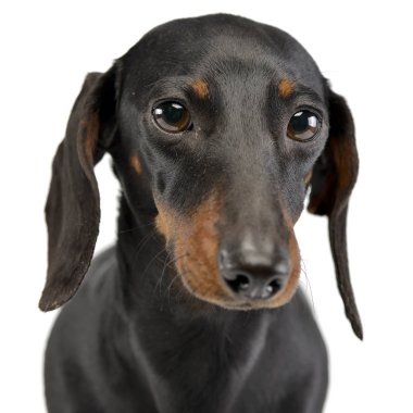 Çok güzel bir kısa portresi üzerine beyaz saçlı Dachshund, atış, stüdyo izole.