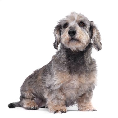 Beyaz arka plan üzerinde oturan sevimli bir Dachshund stüdyo çekim.