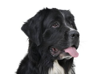 Çok güzel bir Newfoundland köpek - beyaz arka plan üzerinde izole portresi.