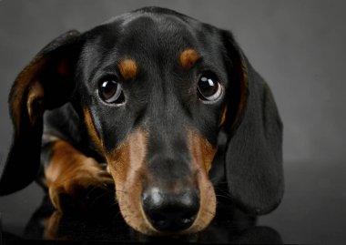 Dachshund'ın portait koyu gri studio üzerinde