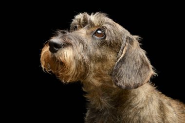 Çok güzel bir Dachshund, atış, stüdyo portre siyah izole.