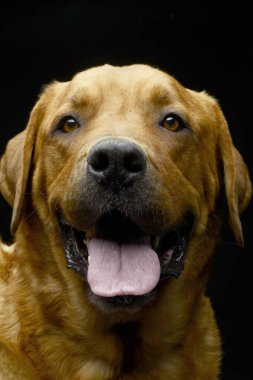 Güzel av köpeği portre karanlık fotoğraf stüdyosu