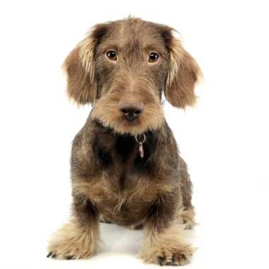 Stüdyo çekim çok güzel bir tel saçlı Dachshund beyaz arka plan üzerinde oturan.