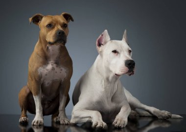 Argentin köpek ve parlak yerdeki Staffordshire Terrier