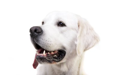 Bir sevimli Golden Retriever - beyaz arka plan üzerinde izole portresi.