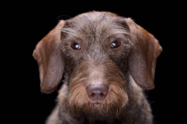 Portre sevimli bir tel saçlı Dachshund - siyah arka plan üzerine izole.