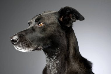 Bir çok güzel karışık doğurmak köpek, atış, stüdyo portresi gri izole.