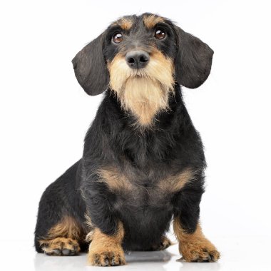 Beyaz arka plan üzerinde oturan sevimli bir Dachshund stüdyo çekim.