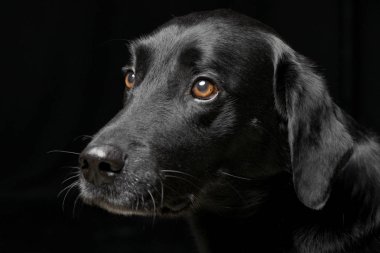 Bir çok güzel karışık doğurmak köpek, atış, stüdyo portre siyah izole.