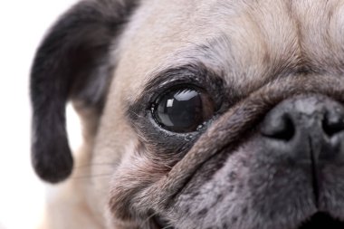 Çok güzel bir paspas yakın portresi (veya Pug) - stüdyo çekim, beyaz izole.