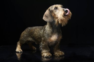 Dachshund karanlık fotoğraf Studio dudak yalama