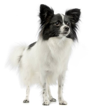 şirin papillon ayakta beyaz fotoğraf stüdyosu