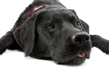 Beyaz arka plan üzerinde yalan bir çok güzel karışık doğurmak köpek stüdyo çekim.