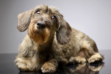 Çok güzel bir Dachshund gri arka plan üzerinde yalan stüdyo çekim.