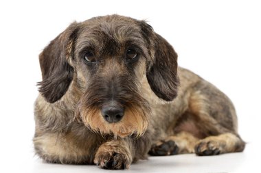 Çok güzel bir Dachshund beyaz arka plan üzerinde yalan stüdyo çekim.