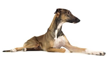 Grafik polski zevk stüdyoda çekim fotoğraf