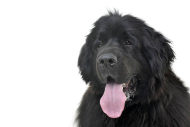 Çok güzel bir Newfoundland köpek - beyaz arka plan üzerinde izole portresi.