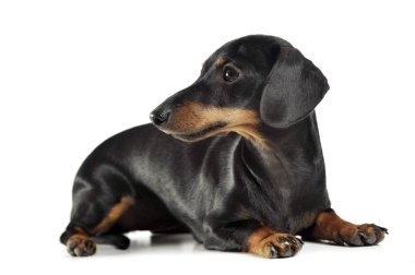beyaz bir stüdyoda yalan kısa saç dachshund