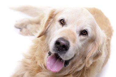 Stüdyo çekim bir sevimli Golden Retriever beyaz arka plan üzerinde yalan.