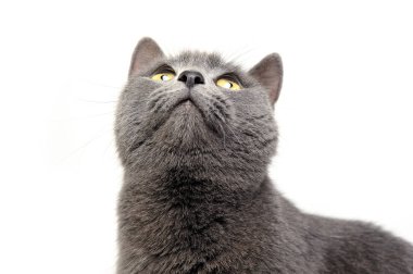 Mavi Brit kedi beyaz Studio