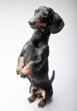İki bacak beyaz stüdyoda kalmak dachshunds 