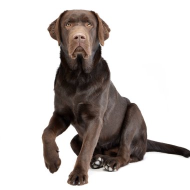 Stüdyo çekim çok güzel bir labrador retriever beyaz arka plan üzerinde oturan.