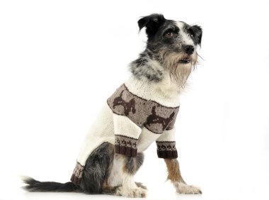 Karışık doğurmak kablolu saç köpek beyaz Studio